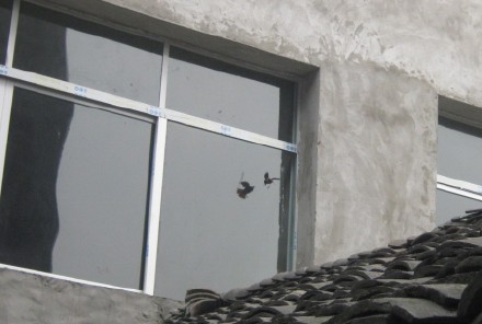 Bird friendly glass – Prevent bird hitting windows | MORN